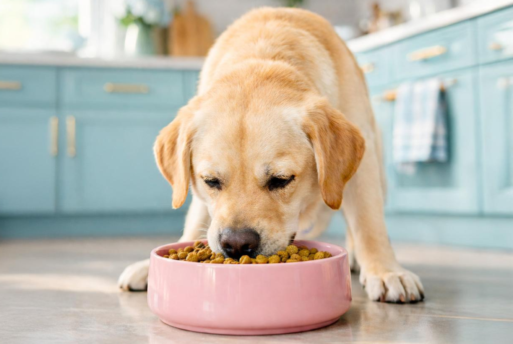 Dog Food